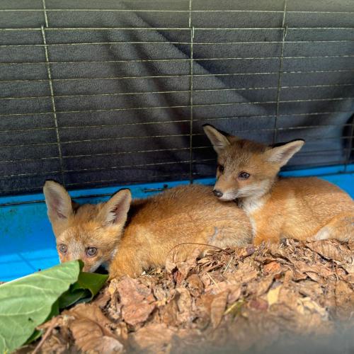 Fuchs_4