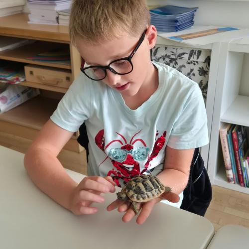 Turtle2026_6