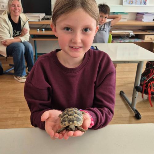 Turtle2026_11