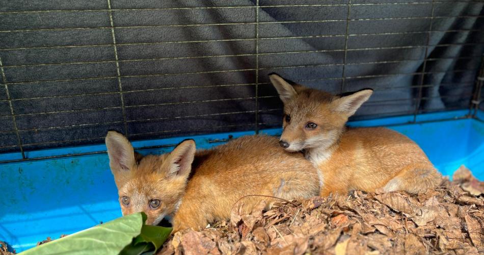 Fuchs_4