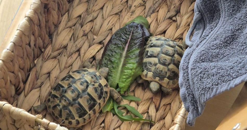Turtle2026_3
